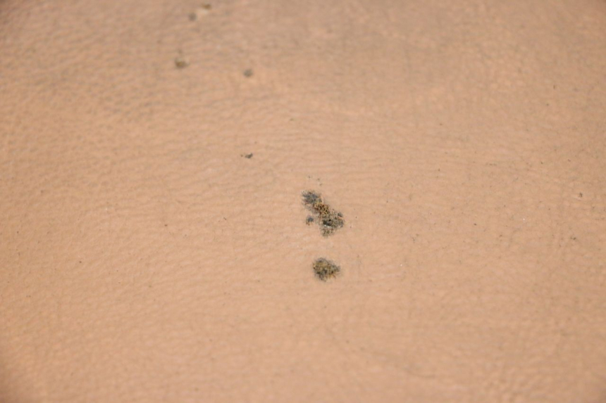 photo de SELLE SEGWAY NINEBOT E125S 1 (2022 - 2026) - Vue principale