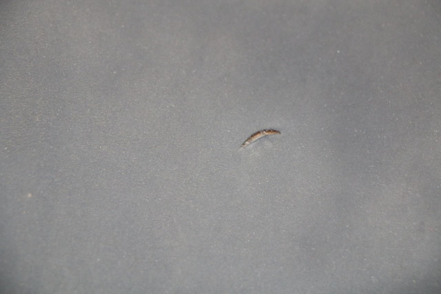 photo de SELLE YAMAHA YP T-MAX TMAX 530 (2017 - 2020)